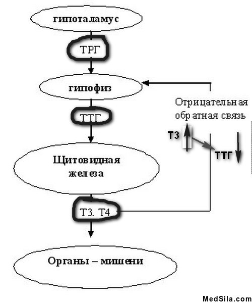 Краткая схема регуляции функции щитовидной железы
